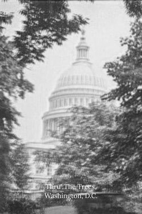 Thru' The Trees, Washington, D.C. (1923) poster