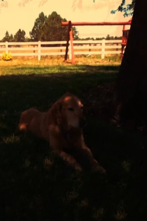 Indiana (2020) poster