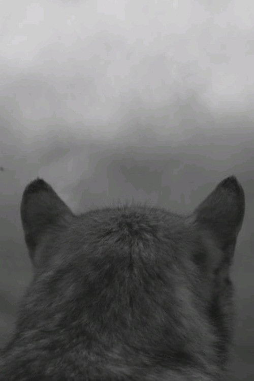 From the Mountain (2014) poster