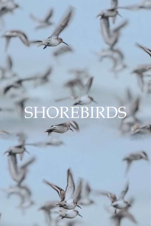 Shorebirds (2023) poster