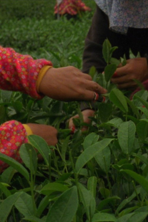 Sea of Clouds (2016) poster