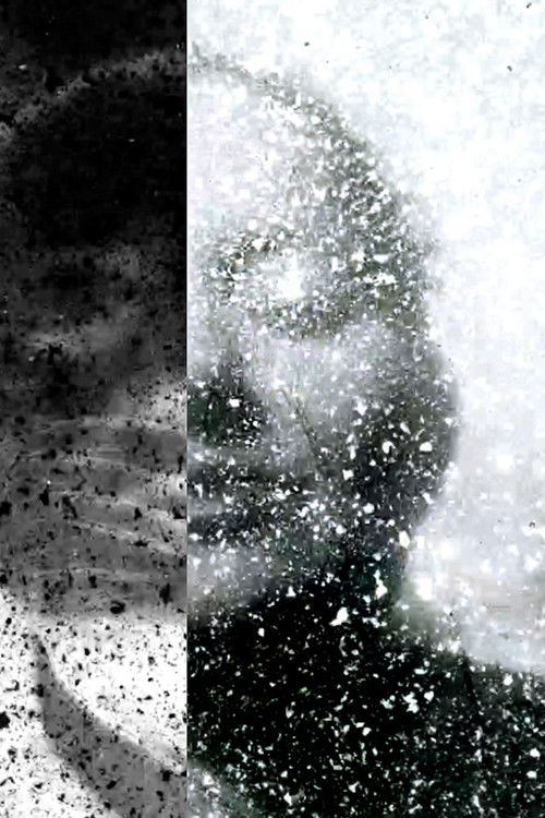 A Venture into Vegan Filmmaking (2020) poster