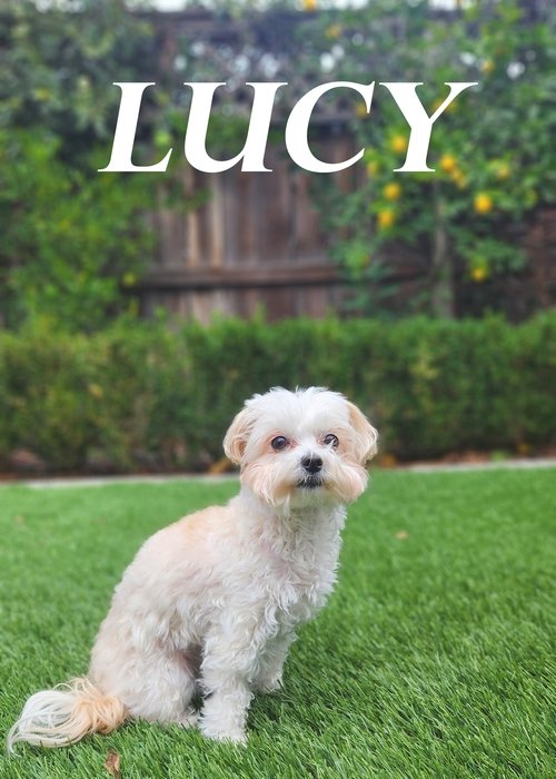 Lucy (2024) poster