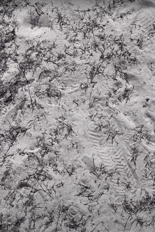 Seeds (Sketch 1) (2016) poster