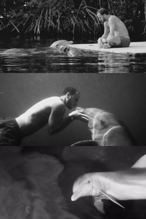 Dolfun (2016) poster