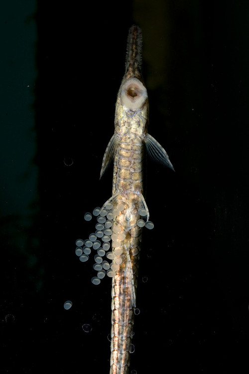 SAD  WORKER GOES FISHING AND LIKES IT?!? (2024) poster