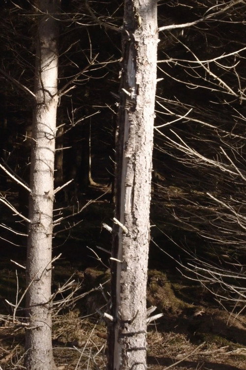 Recreational Forest (2020) poster