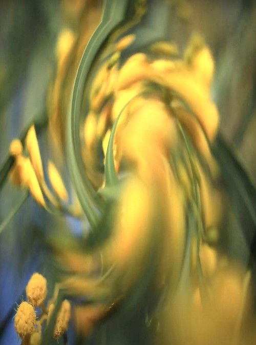 Deathless (2018) poster