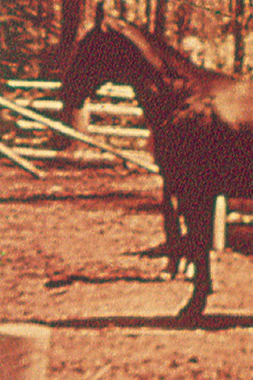 Eleven Different Horses (1970) poster