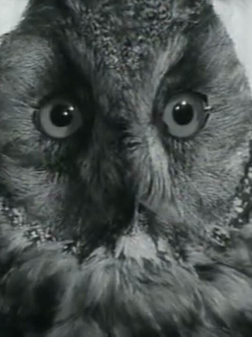 Renaissance (1964) poster