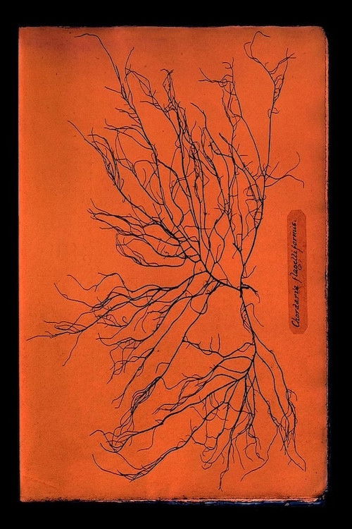 Ghost Protists (2024) poster