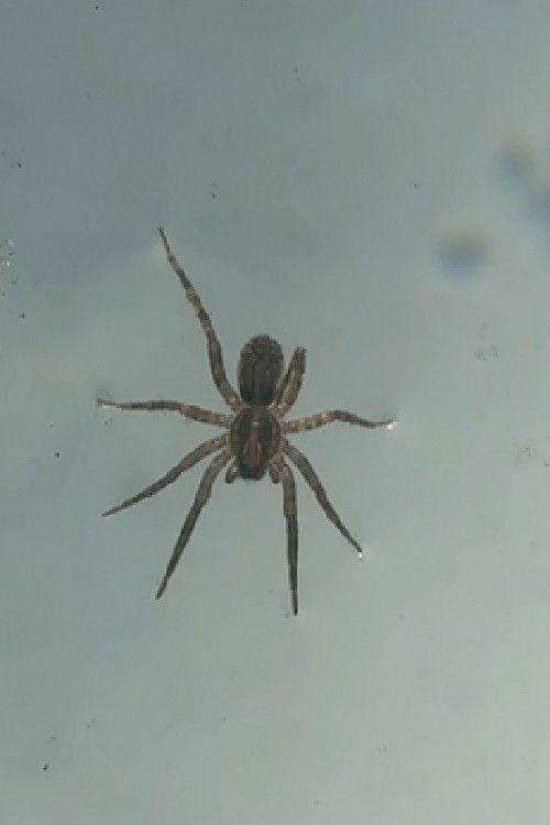 Quietly, I Walk the Wrong Way (2021) poster