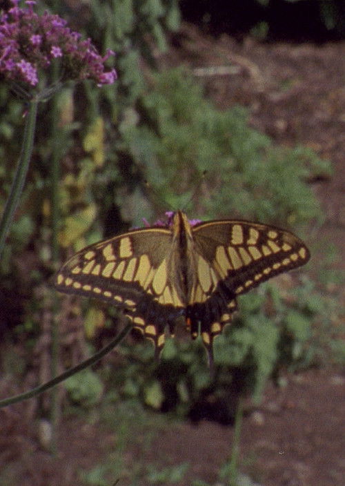 Atomic Garden (2018) poster
