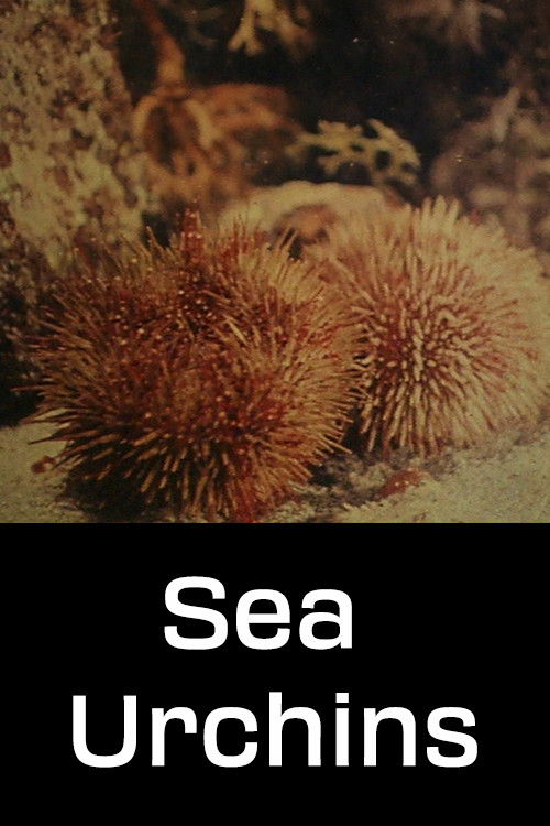 Sea Urchins (1954) poster