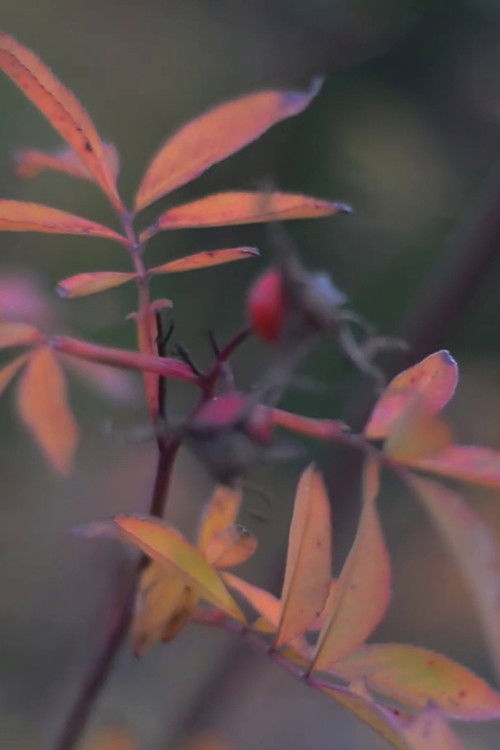 Ecoterrorismo (2024) poster