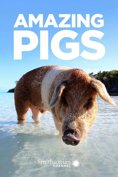 Amazing Pigs (2018) poster