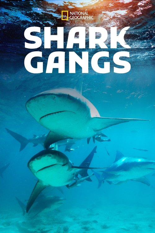 Shark Gangs (2021) poster