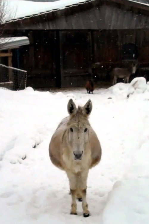 Esel mit Schnee (2011) poster