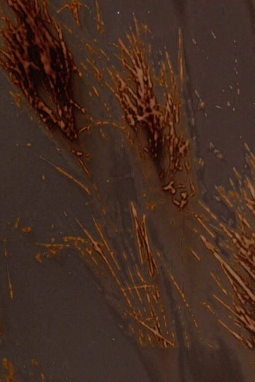 Terre rouge terre noire (2024) poster