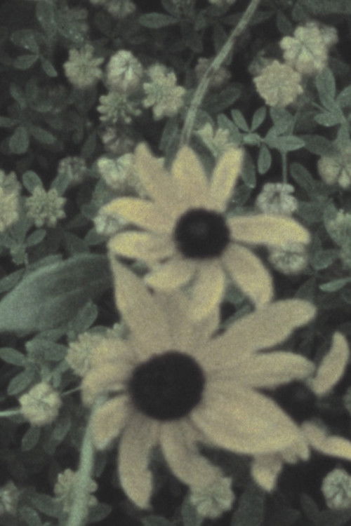 Fog on the Mountain (2023) poster