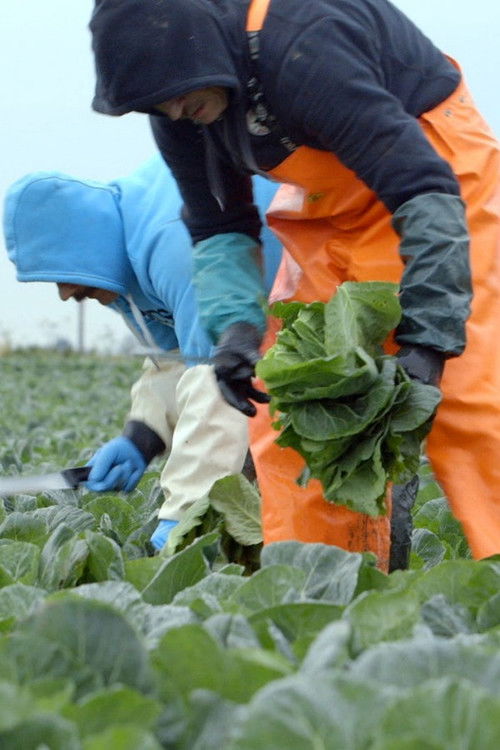 Outsiders (2014) poster