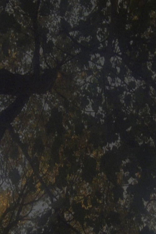 Not as Old as the Trees (2014) poster