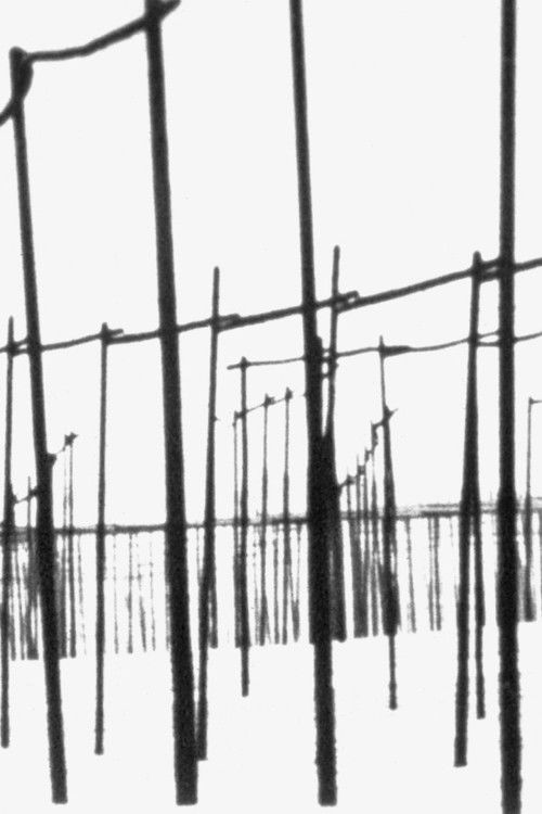 Der weiße Hopfengarten (1966) poster