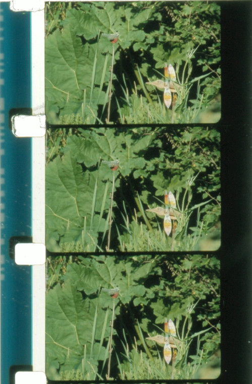 Jardin du Marais (2010) poster