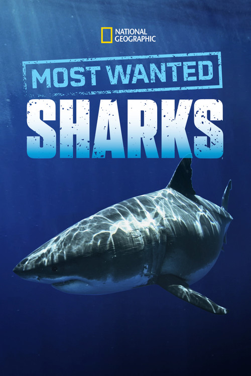 Most Wanted Sharks (2020) poster