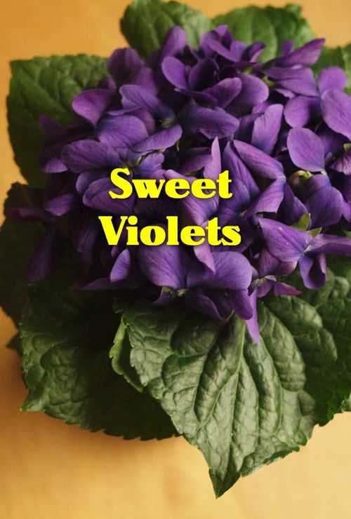 Sweet Violets (2012) poster
