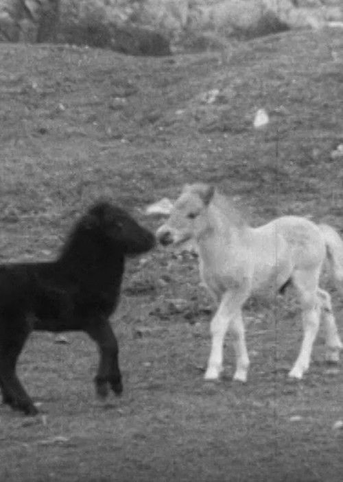 SHETLAND PONY (1969) poster