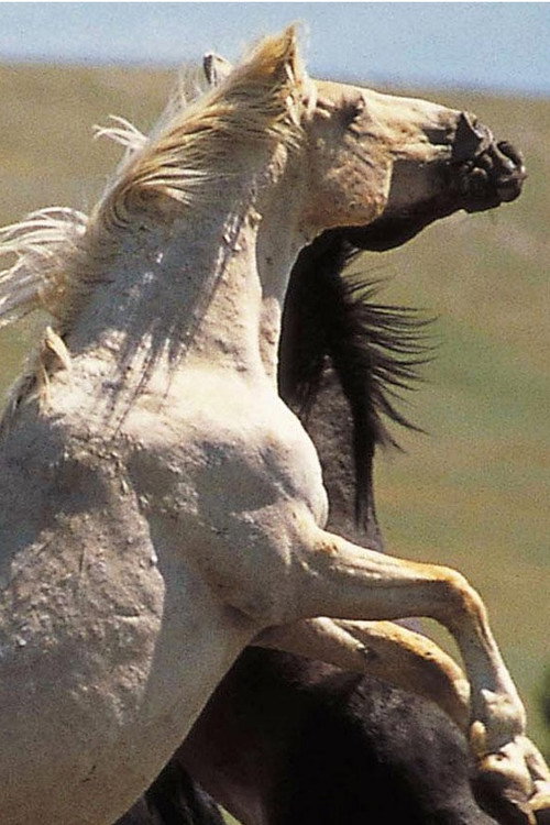 Cloud: Wild Stallion of the Rockies (2004) poster