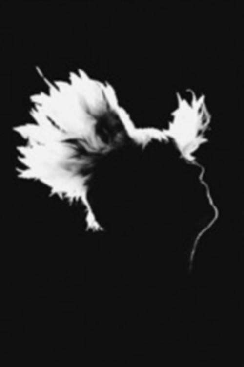 M - Bercy 17.12.2010 (2011) poster