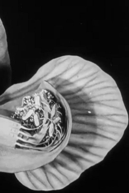 Peas and Cues (1930) poster