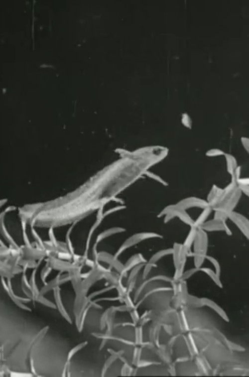 The Life Cycle of the Newt (1942) poster