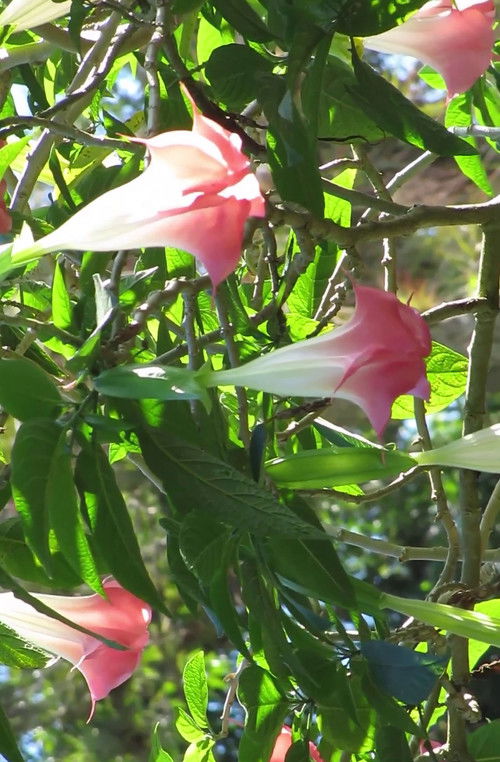 El Diario Cubano (2013) poster