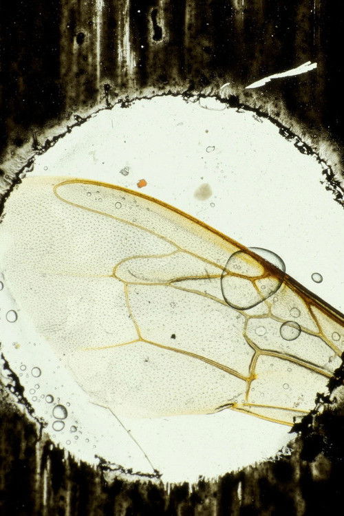 Hasta el cementerio de Flores (2024) poster