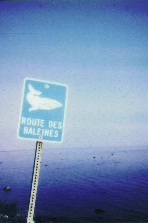 La route des baleines poster