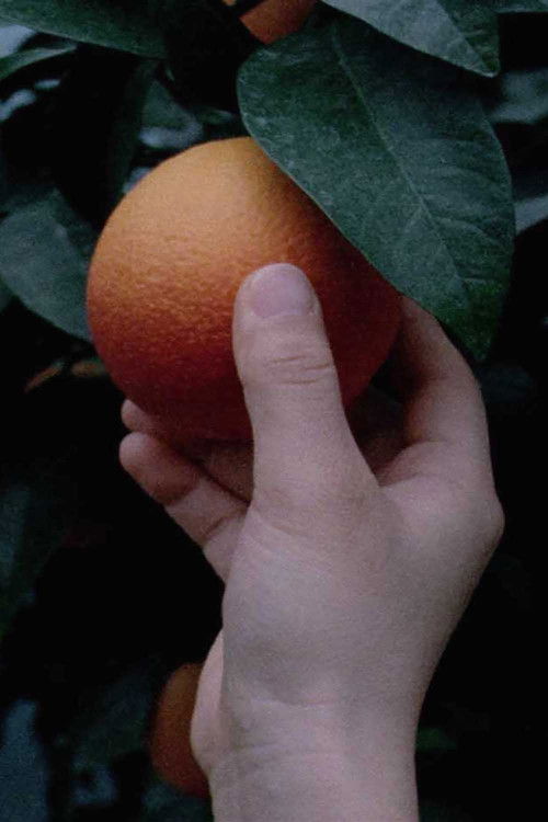 An orange is not a fish (2021) poster