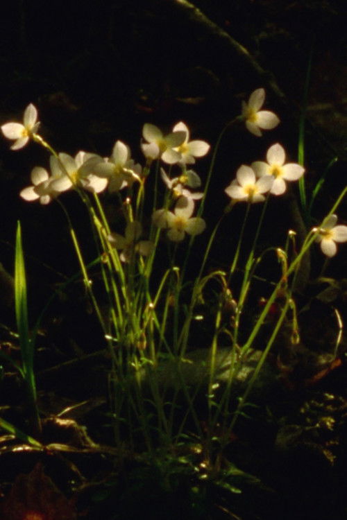 Spring Sunset (2023) poster