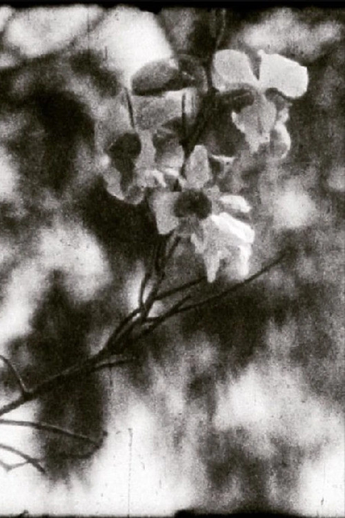 Mil días, mil noches (2025) poster