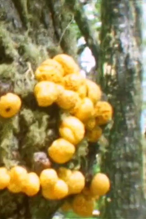 What Part of the Earth is Inhabited (2009) poster