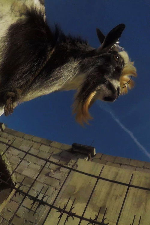 GEDE VIZYON (2018) poster