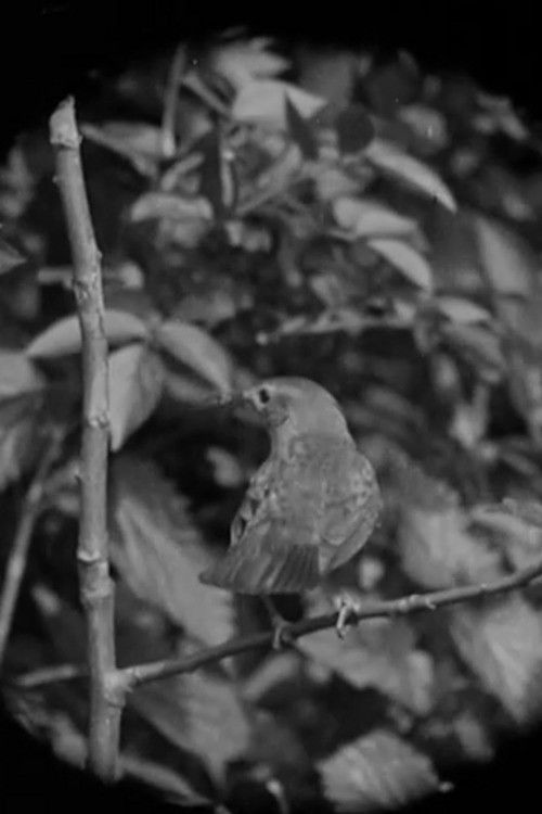 The Nightingale (1932) poster