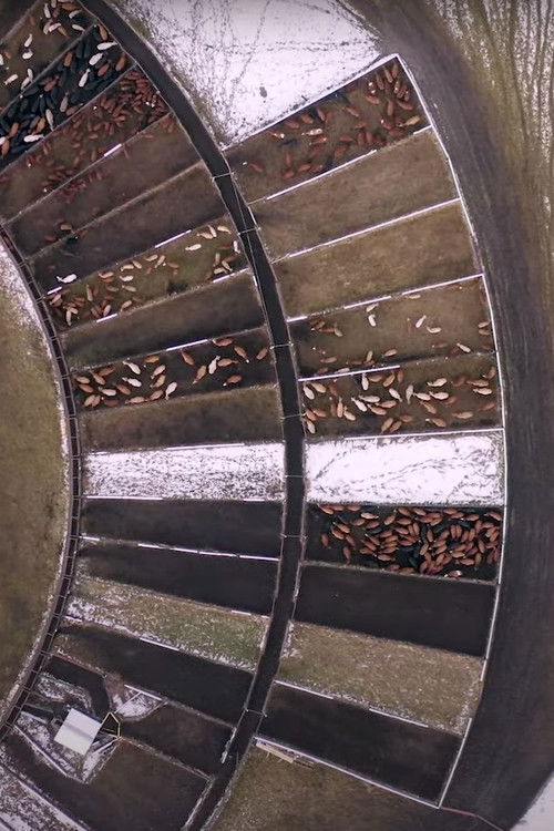 Roundup (2020) poster