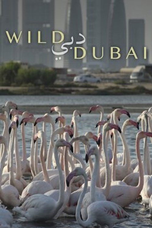 Wild Dubai poster