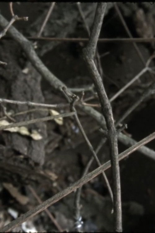 Phasmides (2012) poster