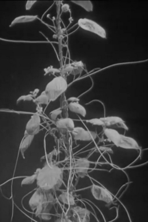 The Strangler (1930) poster