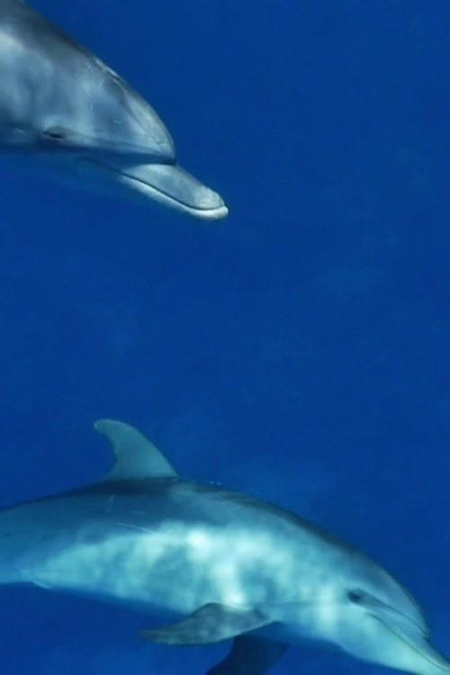 Meditate like a Dolphin (2025) poster