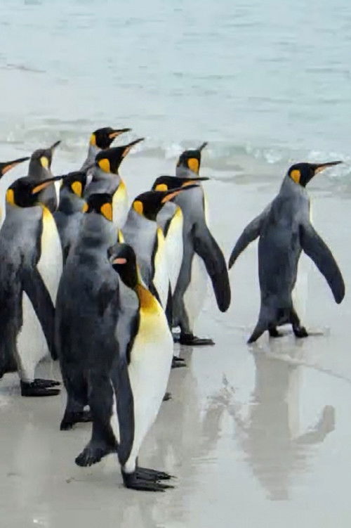 King Penguins in North Malvinas poster